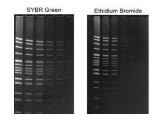 Lonza Syber Green DNA staining dye, Concentration:10,000 X, 50Microliter